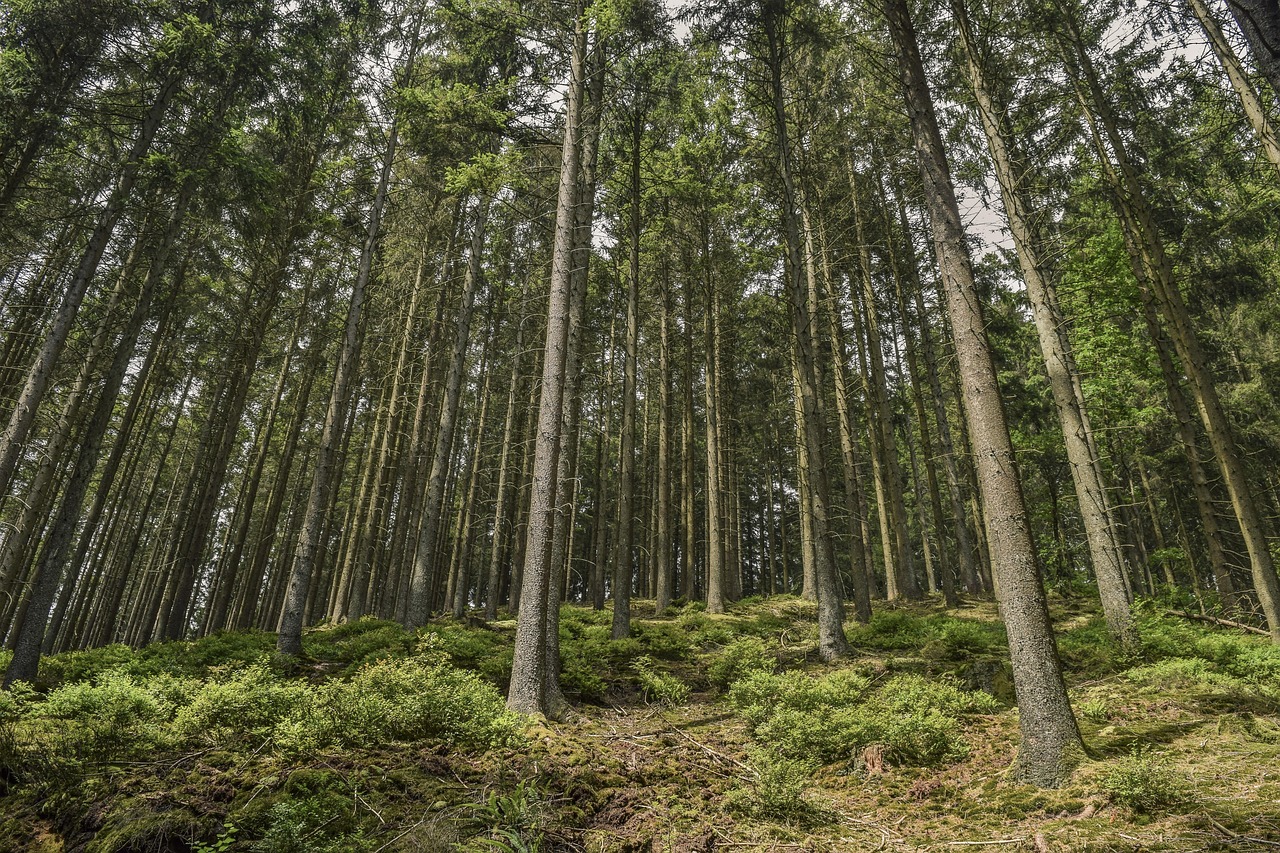 forest, trees, nature, landscape, scenic, spruce, mysterious, grim, dark, tight, impenetrable, eifel, hike, black spruce, eifel, black spruce, black spruce, black spruce, black spruce, black spruce